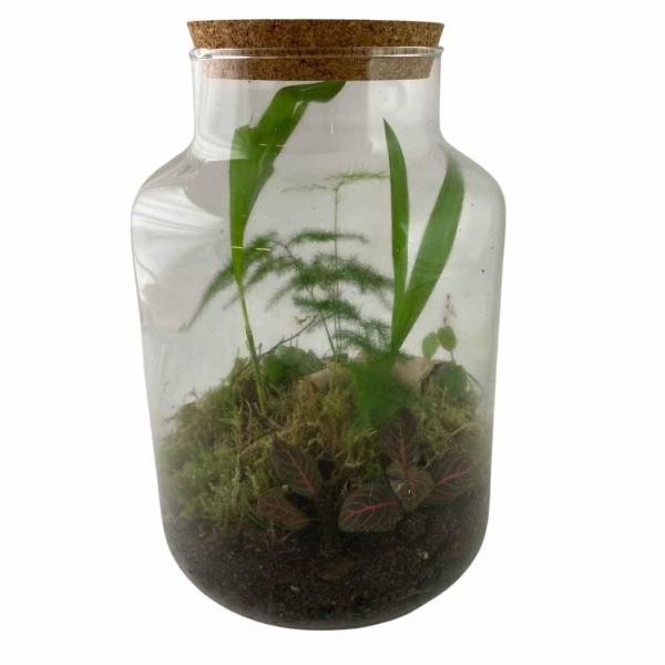 workshop planten terrarium maken